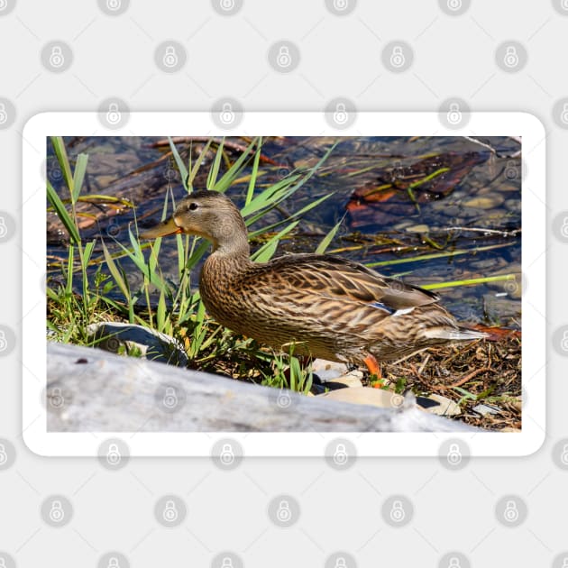 Female Duck on the Shoreline. Sticker by CanadianWild418